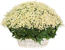 Цветочная композиция из Ромашки в корзине #REPLACE_PRED# Заречном Пензенской области